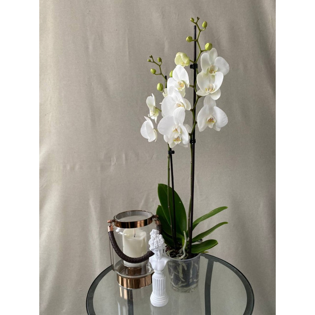 Орхидея #6 в Бугульме от магазина цветов «Rosemary»